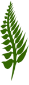 Leaf Green green leaf